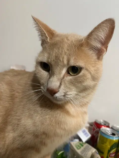 chat lost   31330 Grenade Robert