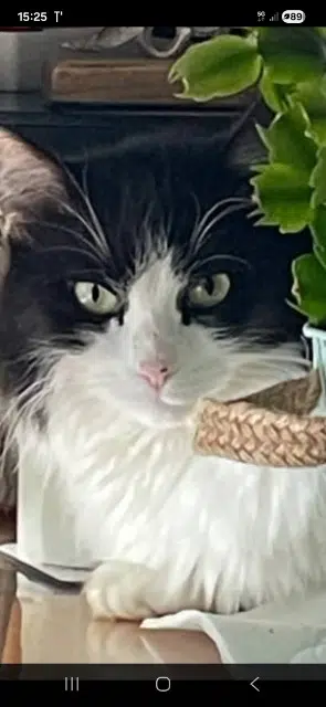 chat lost   31150 Bruguières Romeo