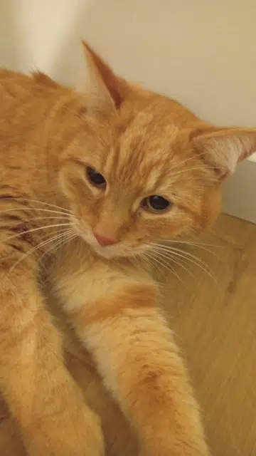 chat lost   31140 Fonbeauzard Rominou