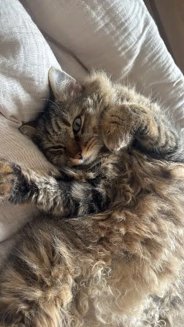 chat lost   31470 Fonsorbes Roméo