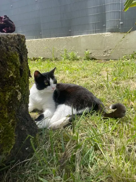 chat lost   31320 Castanet-Tolosan Roméo