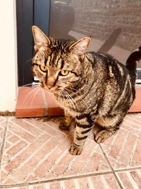 chat lost   31700 Daux Rooster