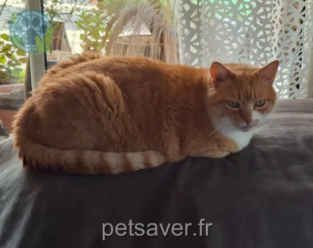 chat lost 31620 Bouloc Rusty