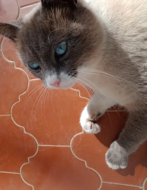 chat lost   31600 Muret Saiko