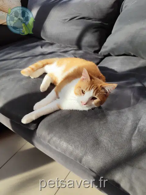 chat lost   31270 Villeneuve-Tolosane Salameche