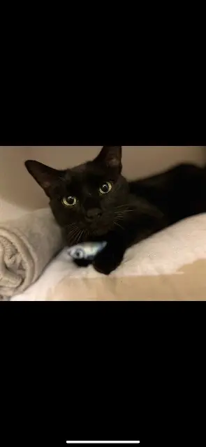 chat lost   31140 Saint-Alban Salem