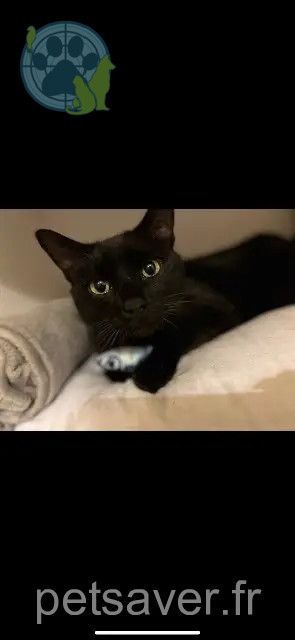 Kater vermisst 31140 Saint-Alban Salem Kater lost 31140 Saint-Alban Salem