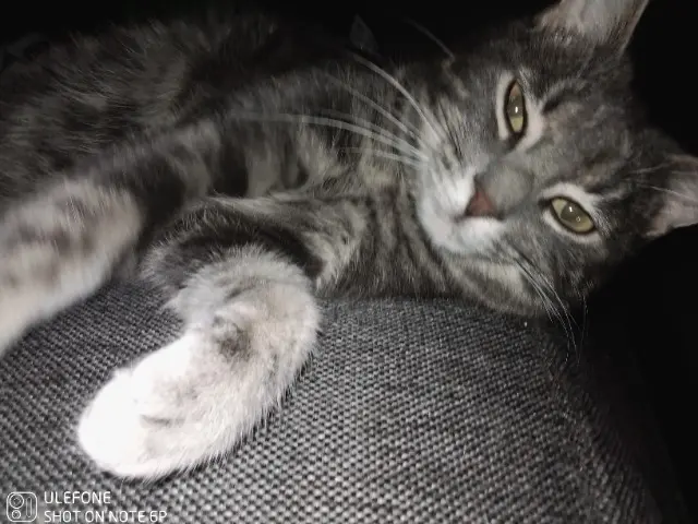 chat lost   31560 Calmont Salia