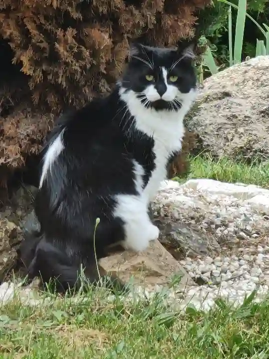 Chat Perdu 31 Haute-Garonne - Sam-sammy Chat Perdu 31 Haute-Garonne - Sam-sammy