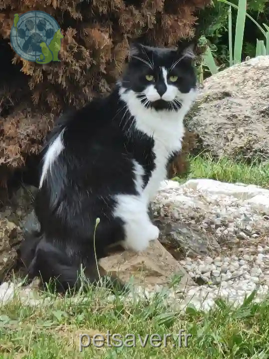 Chat Perdu 31 Haute-Garonne - Sam-sammy Chat Perdu 31 Haute-Garonne - Sam-sammy