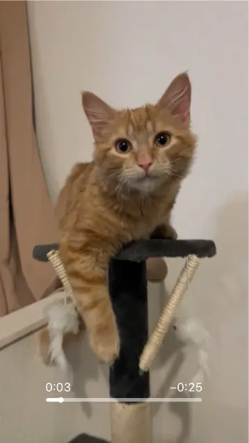 chat lost   31700 Cornebarrieu Samdja