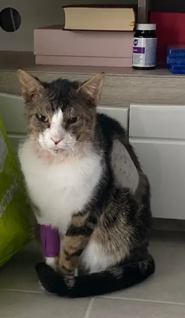 chat lost   31240 L'Union Sasuké