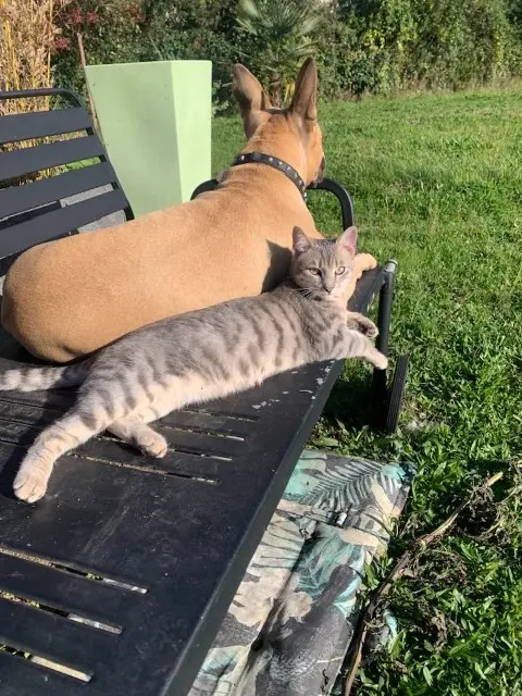 chat lost   31880 La Salvetat-Saint-Gilles scar