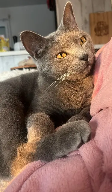 chat perdu 31120 Roques Silver chat lost 31120 Roques Silver