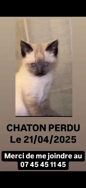 chat lost   31620 Cépet Simba