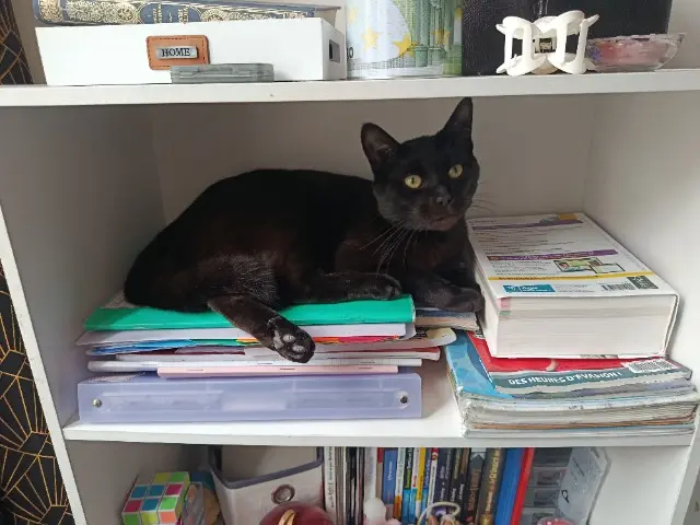 chat lost   31190 Auterive Simba