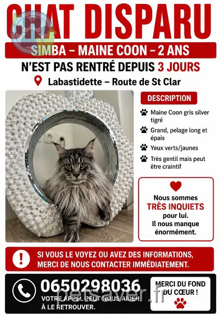 chat lost   31600 Labastidette Simba