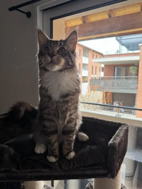 chat lost   31320 Castanet-Tolosan Simba