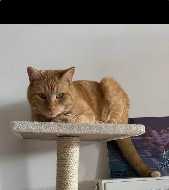 chat lost   31390 Carbonne Simba