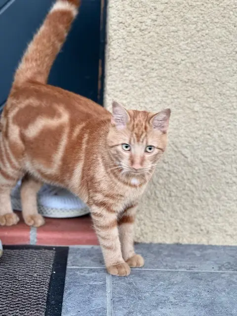 chat lost   31870 Lagardelle-sur-Lèze Simba