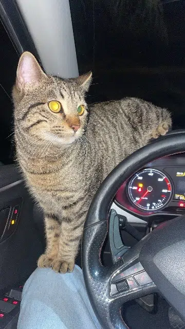 chat lost   31780 Castelginest Simba