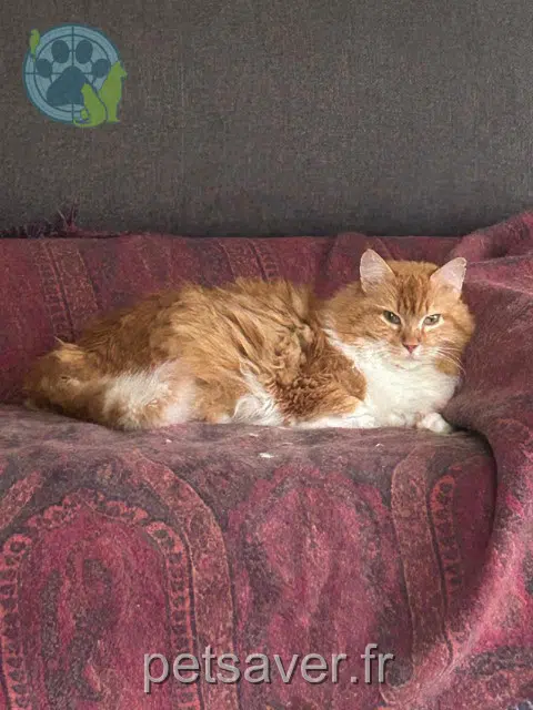 chat lost   31480 Drudas Sina