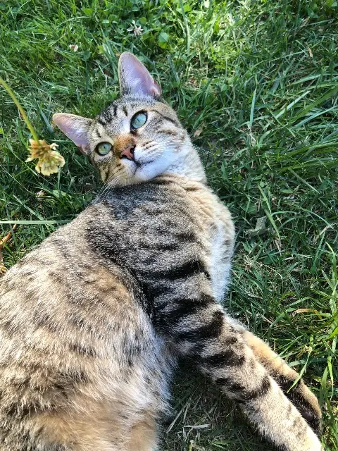 chat lost   31230 Frontignan-Savès Sinatra