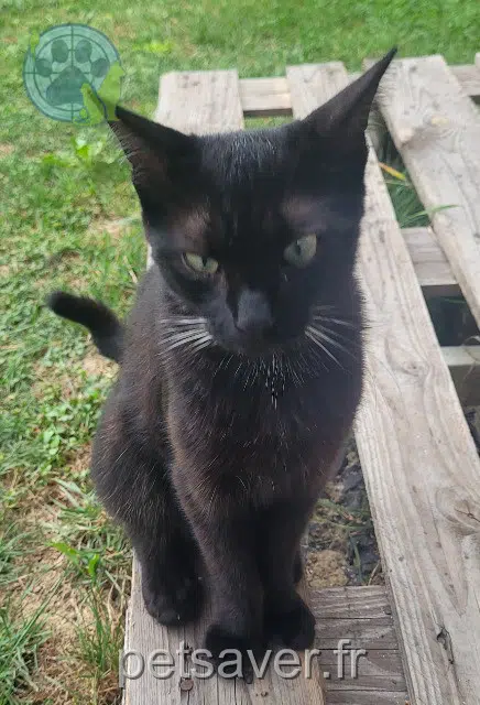 chat perdu 31780 Castelginest Sirius chat lost 31780 Castelginest Sirius