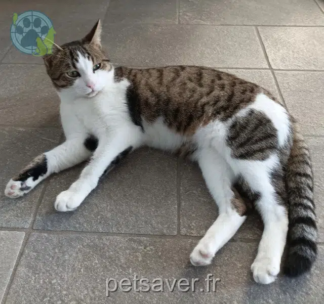 chat lost   31700 Cornebarrieu Sirius