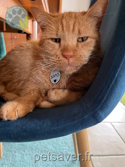gato lost   31470 Fontenilles Sixto