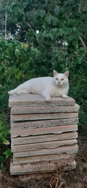 chat lost   31310 Rieux-Volvestre Sky