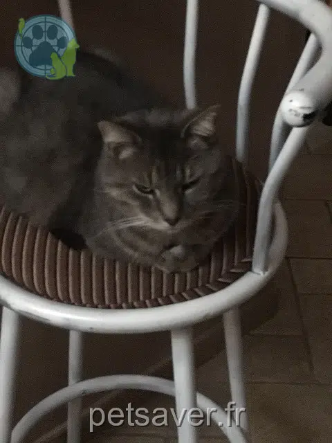 chat lost 31800 Saint-Gaudens Snatch