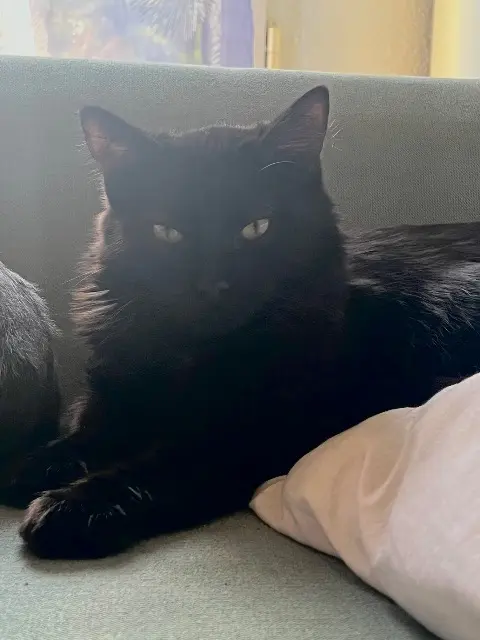 chat lost   31650 Saint-Orens-de-Gameville Sparrow
