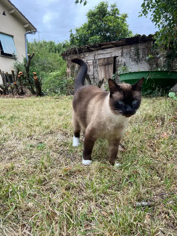 Chat Perdu 31 Haute-Garonne - Sticky Chat Perdu 31 Haute-Garonne - Sticky