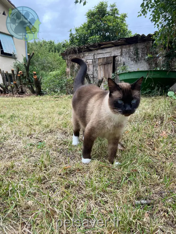 Chat Perdu 31 Haute-Garonne - Sticky Chat Perdu 31 Haute-Garonne - Sticky