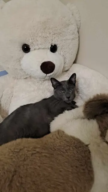 chat lost   31220 Mondavezan Stitch