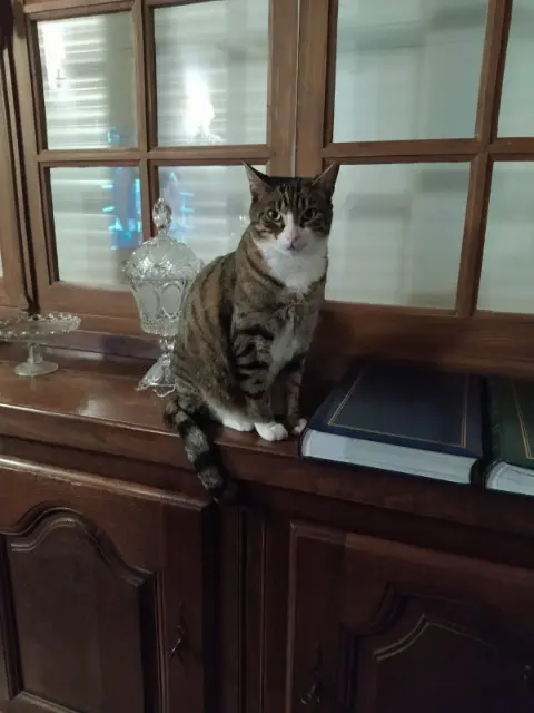 chat lost   31160 Chein-Dessus Sunny