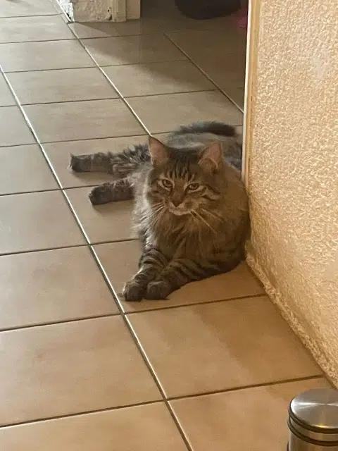 chat lost   31820 Pibrac Swiffer