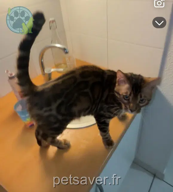 kater lost   31140 Saint-Alban Symba