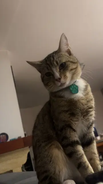 chat lost   31600 Lamasquère Taka