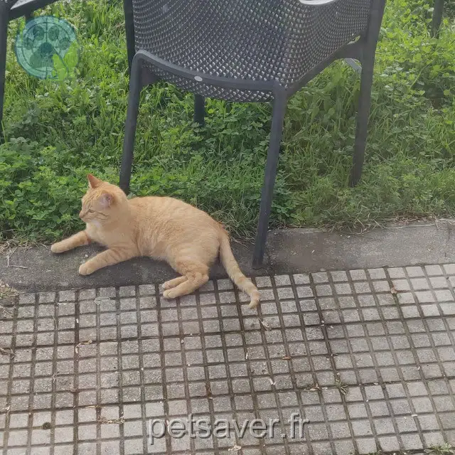 Kater lost   31800 Valentine Tigris