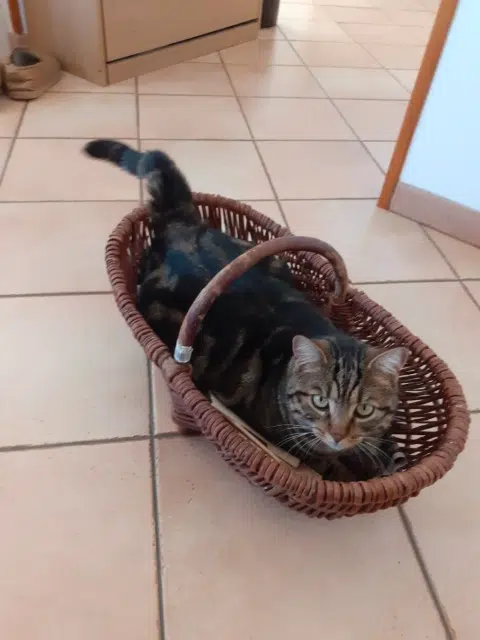 chat lost   31600 Eaunes Tigrou