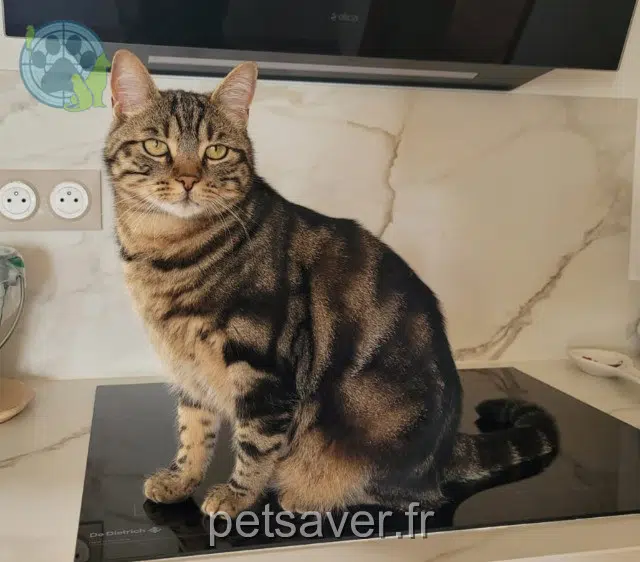 gatto perso 31600 Eaunes Tigrou gatto lost 31600 Eaunes Tigrou