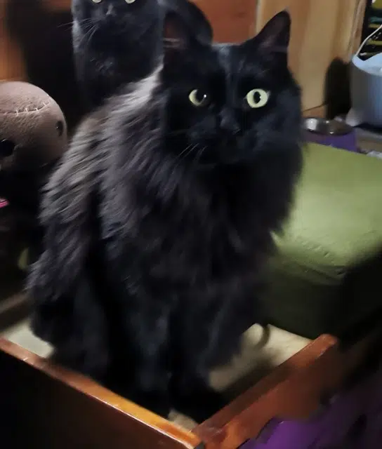 chat lost   31620 Bouloc Titi