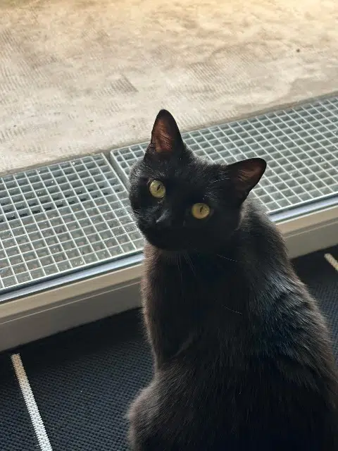 chat lost   31130 Quint-Fonsegrives Titi