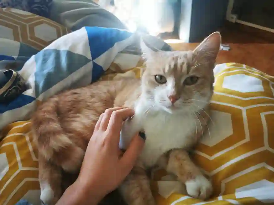 Chat Perdu 31 Haute-Garonne - Toby Chat Perdu 31 Haute-Garonne - Toby