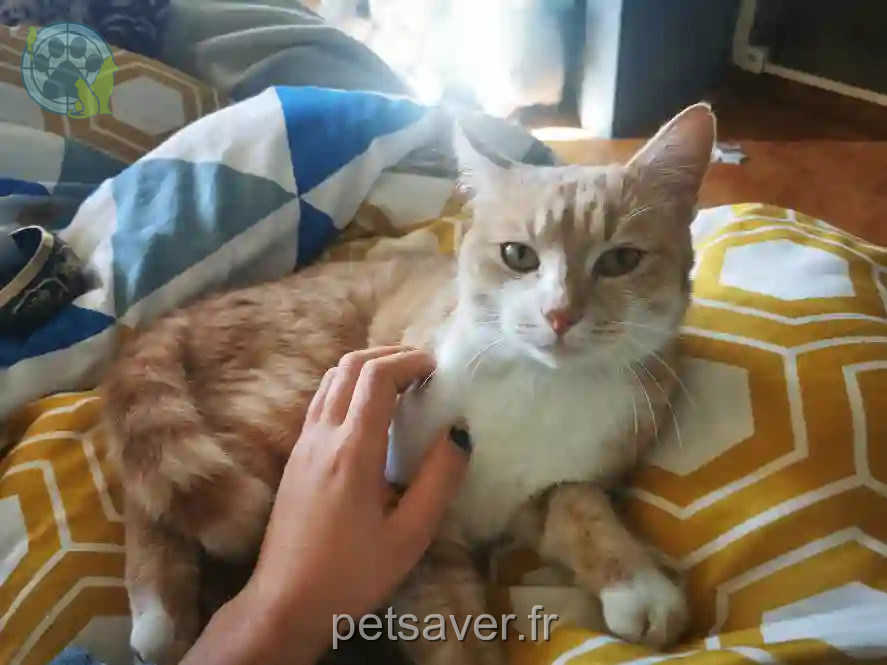 Chat Perdu 31 Haute-Garonne - Toby Chat Perdu 31 Haute-Garonne - Toby