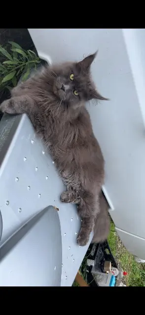 chat lost   31550 Gaillac-Toulza Tokyo