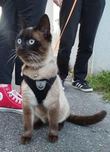 chat lost   31320 Auzeville-Tolosane Tokyo