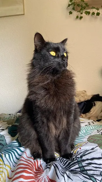 chat lost   31140 Fonbeauzard Tommy